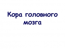 Кора головного мозга