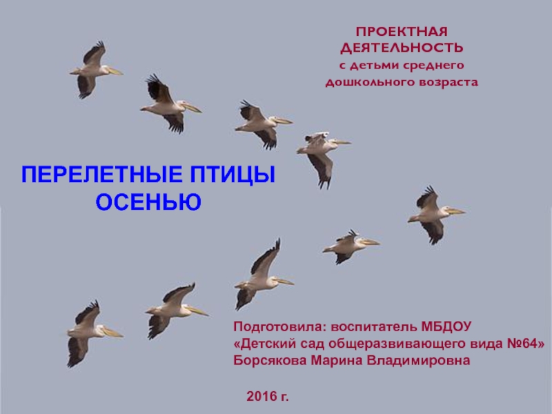 Перелетные птицы хабаровского края фото