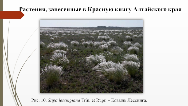 Семейство Злаковые ( Роасеае Barnh.) Рис. 10. Stipa lessingiana Trin. et Rupr. – Ковыль Лессинга. Рис. 10. Stipa lessingiana Trin. et Rupr. – Ковыль Лессинга.