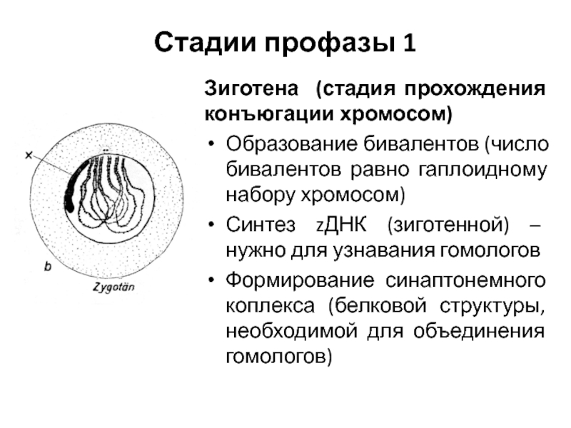 Установите последовательность этапов мейоза выстраивание бивалентов