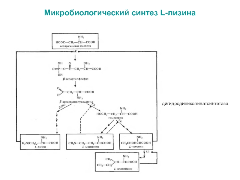 Технологическая схема производства лизина