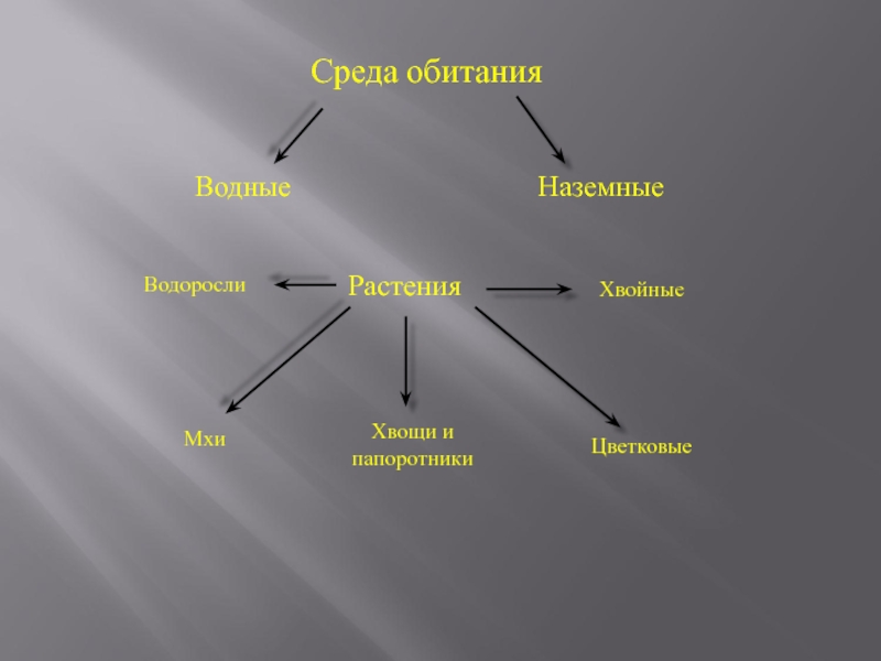 Условия обитания папоротника