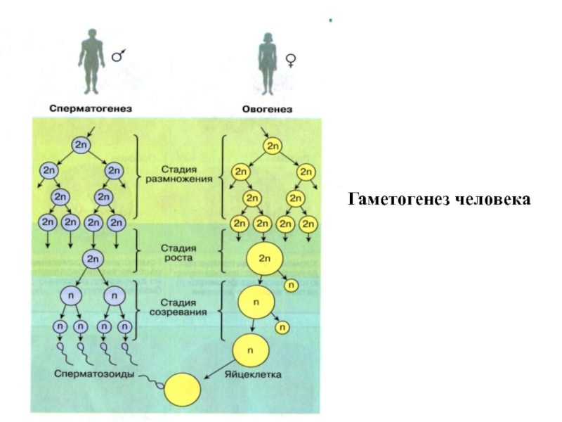 Процесс стадия сперматогенеза. Гаметогенез размножение. Фазы образования половых клеток. Схема гаметогенеза 10 кл. Стадии развития гаметы в гаметогенезе.