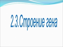 2.3.Строение гена