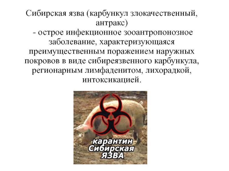 Сибирская язва (карбункул злокачественный, антракс) - острое инфекционное