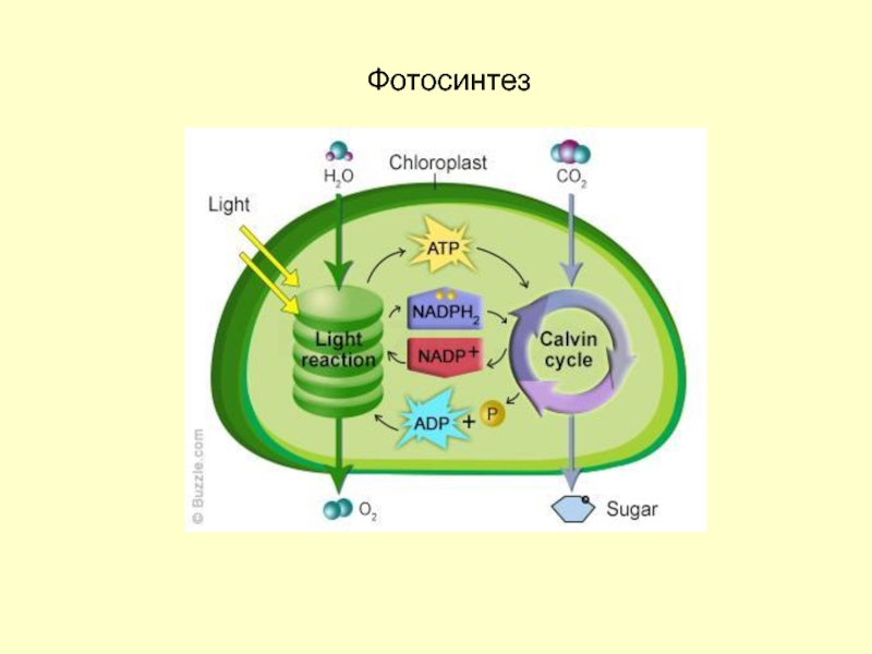 Хлоропласт темновая фаза. Схема фотосинтеза у растений. Схема процесса фотосинтеза. Световая фаза фотосинтеза. Фотосинтез это процесс образования.