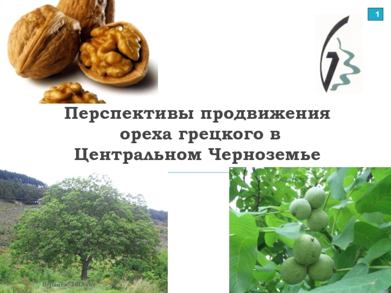 Перспективы продвижения ореха грецкого в Центральном Черноземье