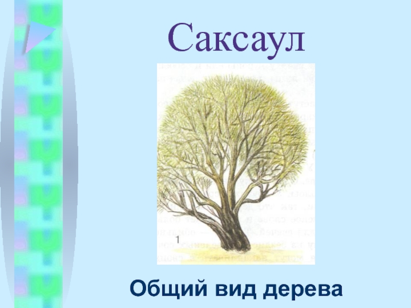 Как нарисовать саксаул