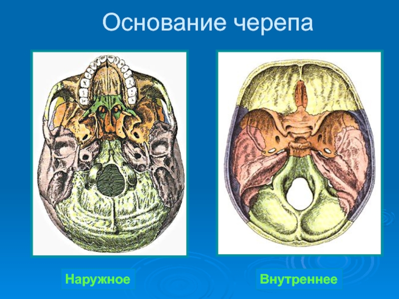 Череп внутреннее. Основание черепа анатомия. Внутреннее и наружное основание черепа анатомия. Наружное основание черепа образовано. Анатомия основания черепа человека.