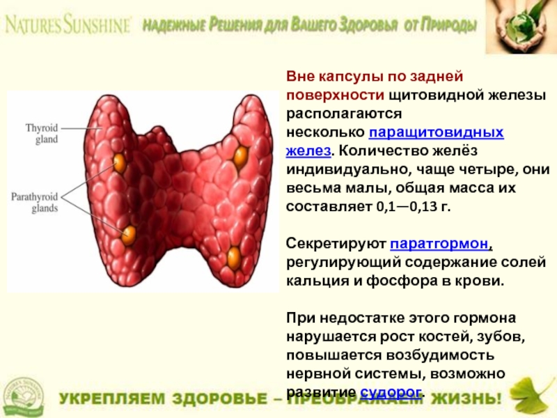 Гиперфункция паращитовидной железы. Тест по теме щитовидная железа. Проект на тему щитовидная железа 8 класс. Травы при заболеваниях паращитовидной железы. Паращитовидная железа биохимия реферат.