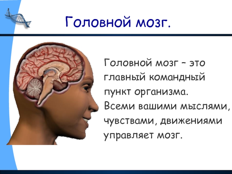 Головной мозг.Головной мозг – это главный командный пункт организма. Всеми вашими