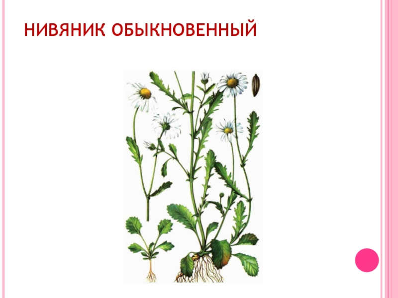 Какой тип питания характерен для нивяника обыкновенного изображенного на рисунке