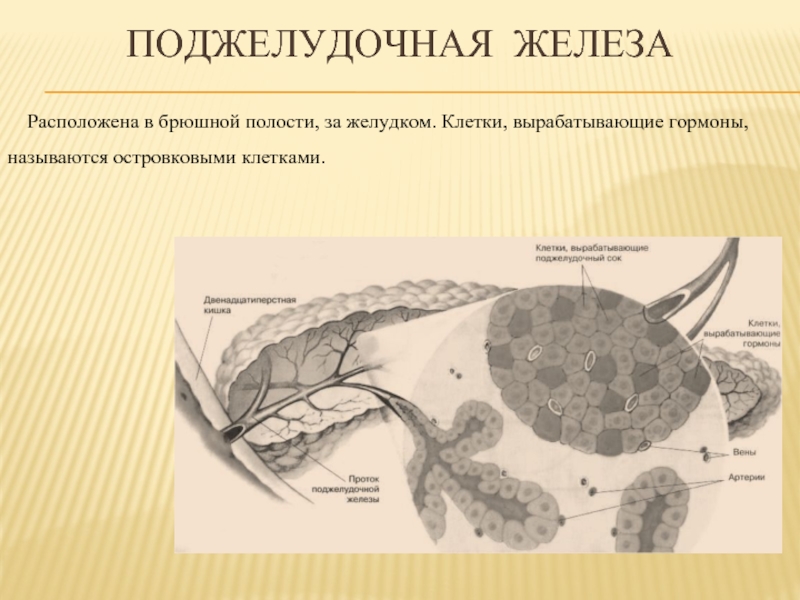 Железы брюшной полости. Клетки поджелудочной железы и гормоны. Клетки поджелудочной железы вырабатывают. Клетки вырабатывающие гормоны. Поджелудочная железа гормоны желудка.