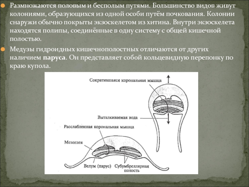 Колония кишечнополостных. Полипы размножаются бесполым путём. Как образуется колония кишечнополостных. Как образуют колонии Кишечнополостные. Книга про половое размножение.