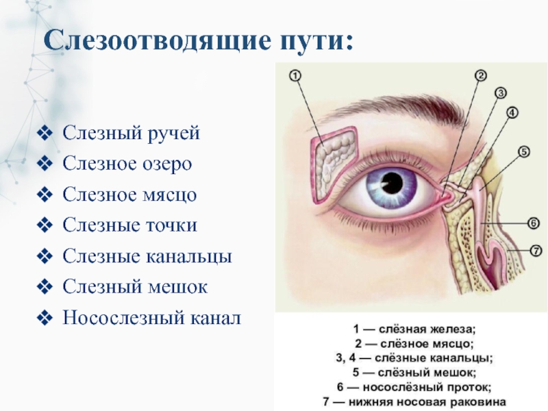 Как выглядят слезные каналы