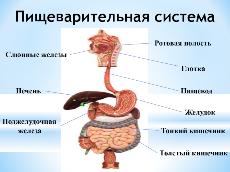 Пищевод желудок железы желудка. Схема органов желез пищеварительной системы. Пищеварительная система анатомия печень. Схема органы железы пищеварительной системы и их функции. Подпишите отделы пищеварительной системы человека.