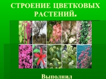 Строение цветковых растений