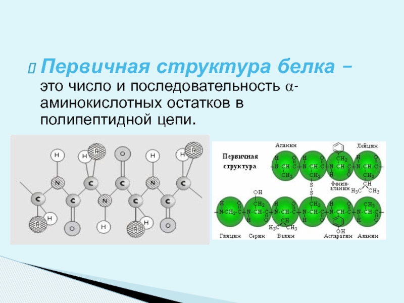 Белок это последовательность. Первичная структура белка полипептидная цепь. Структура белка в полипептидной цепи. Первичная структура полипептидной цепи. Первичная структура полипептидной цепи закономерности.