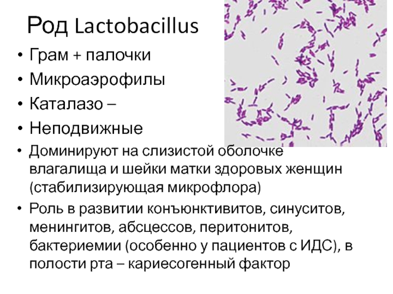 Lactobacillus spp у мужчин. Бактероиды возбудитель. Бактероиды микробиология строение. Бактероиды (Bacteroides). Бактероиды фрагилис.