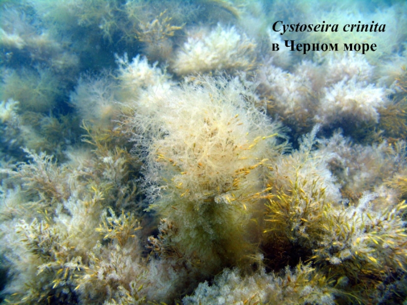Альгология микология. Бородатая водоросль – цистозейра. Cystoseira crinita. Цистозира водоросль черного моря. Бородатая цистозира черное море.