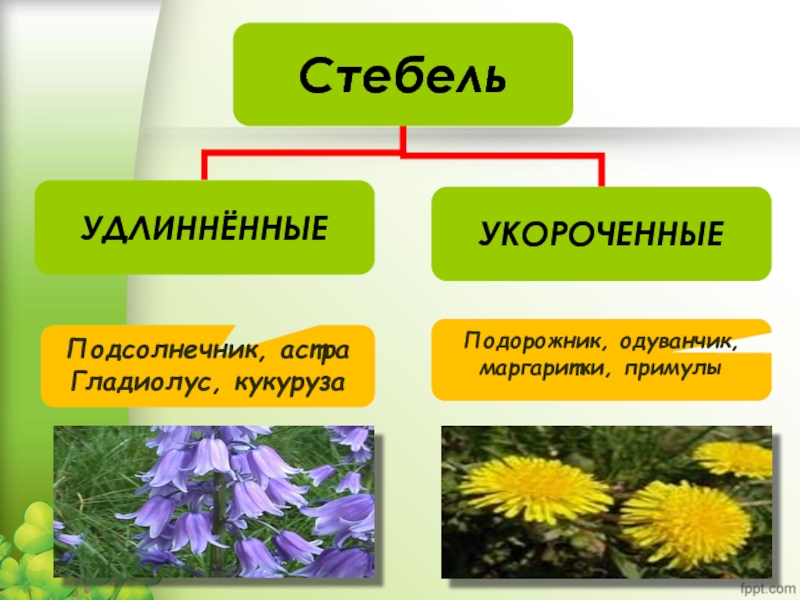 Растение имеющее укороченный стебель. Укороченный стебель. Растения с укороченным стеблем. Удлиненные и укороченные стебли. Укороченный стебель одуванчика.