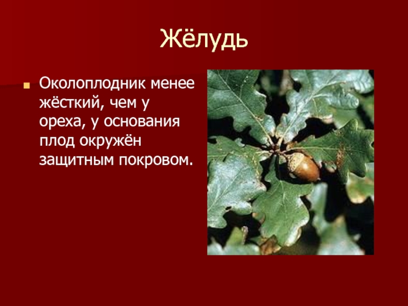 ЖёлудьОколоплодник менее жёсткий, чем у ореха, у основания плод окружён защитным покровом.