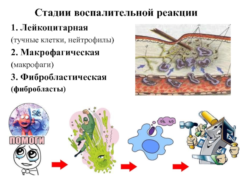 Презентация тучные клетки