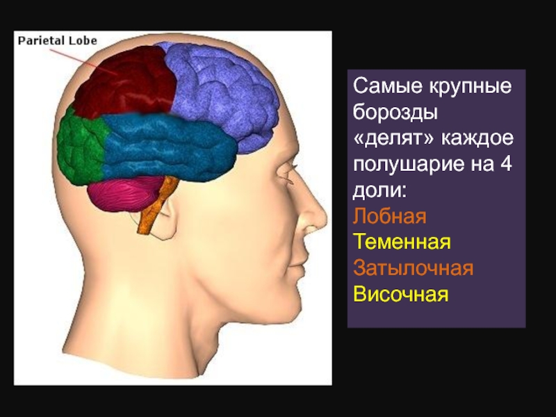 Лобно теменная область мозга. Мозг лобная теменная височная. Мозговой отдел лобная затылочная теменная.