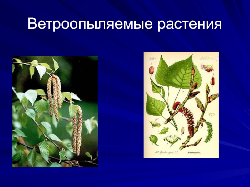 Презентация ветроопыляемые растения