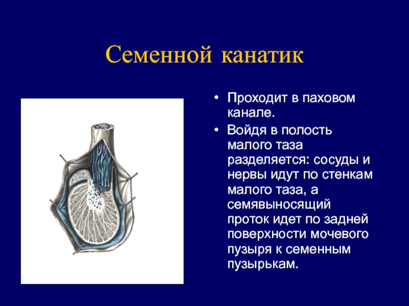 Канатик яичка. Семенной канатик строение. Паховый канал и семенной канатик. Семенной канатик у мужчин анатомия. Составные части семенного канатика.