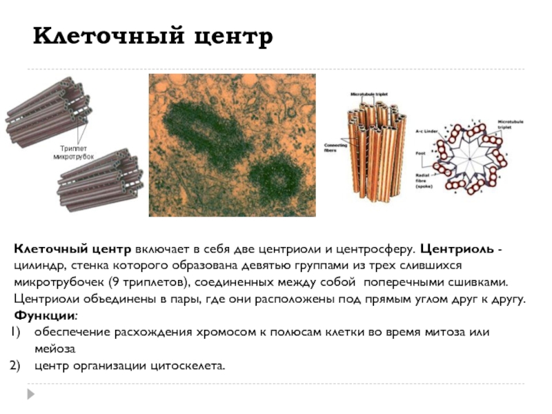 Клеточный центр строение и функции таблица