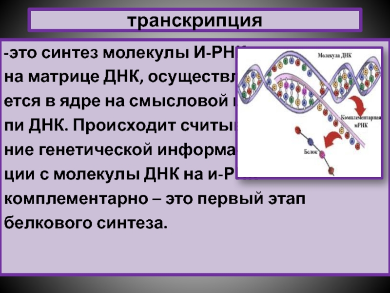 Спирализация молекулы. Транскрипция это Синтез. Транскрипция генетика. Синтез транскрибируемой ДНК. Синтез молекулы ДНК.