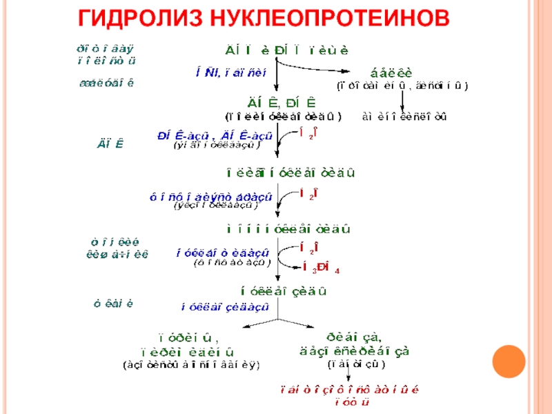 Схема гидролиза нуклеопротеинов биохимия