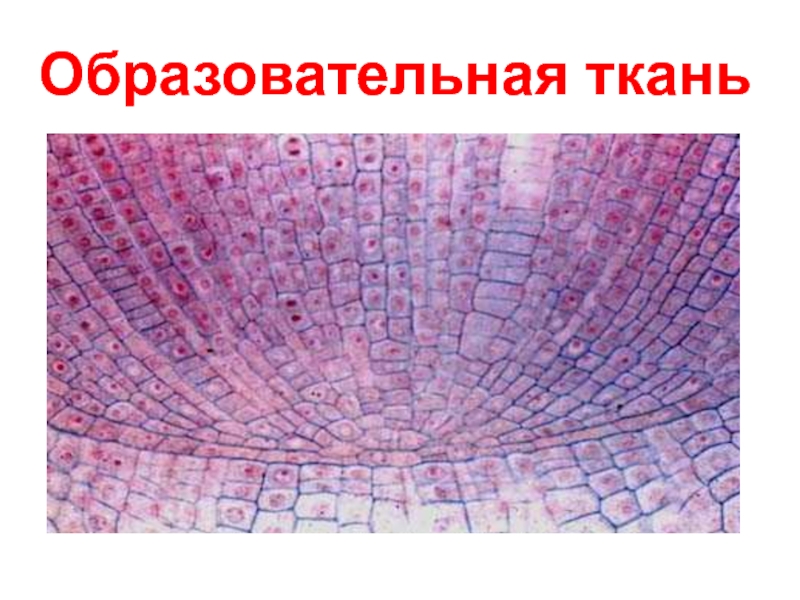 Ткань урок 6 класс. Клетки образовательной ткани. Образовательная и основная ткань. Образовательная ткань 6 класс. Образовательная ткань - клетки молодые.