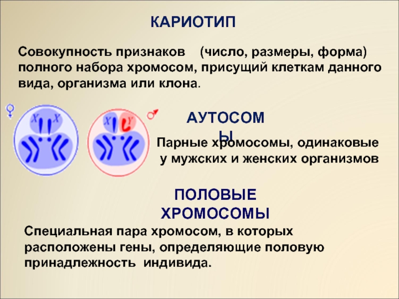 Одинаковые хромосомы