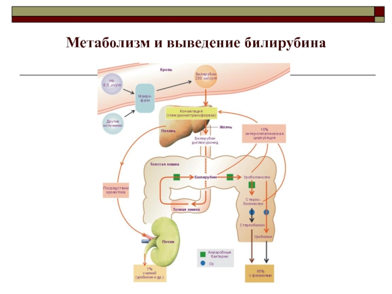 Метаболизм и выведение билирубина