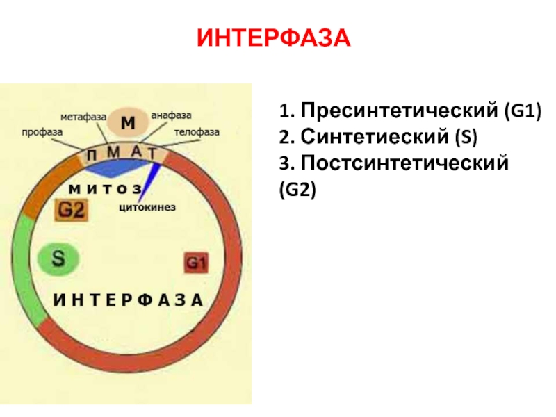 Пресинтетический период митоза рисунок