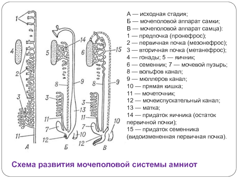 3 типа почек