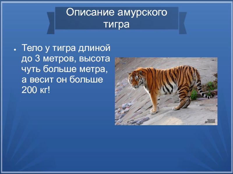 Амурский тигр сообщение 4 класс. Красная книга про Амурского тигра. Рассказ про Амурского тигра. Доклад о Амурском Тигре из красной книги 4 класс. Рассказ при Амурского Тигоа.