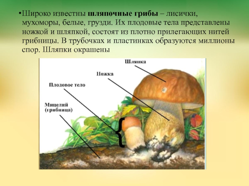 Грибы белые грибы шляпочные грибы. Шляпочные грибы биология. Питание шляпочных грибов. Способы питания грибов. Способ питания шляпочных грибов.