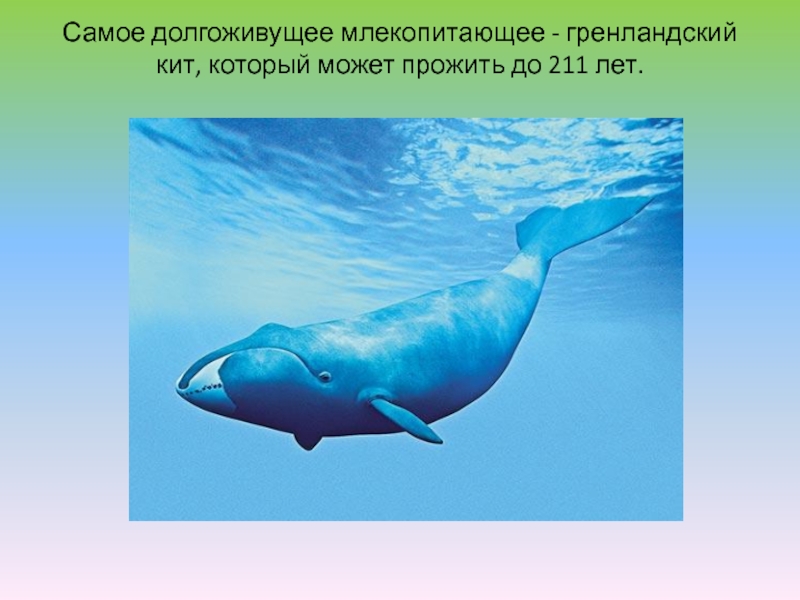 Самое долгоживущее млекопитающее - гренландский кит, который может прожить до 211 лет.