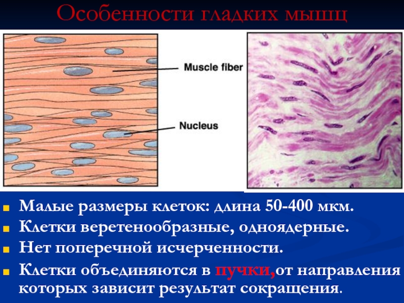 Клетки гладкой мускулатуры сокращаются. Веретеновидные гладкомышечные клетки. Веретеновидные одноядерные клетки. Скелетные мышцы веретеновидные клетки. Поперечная исчерченность.