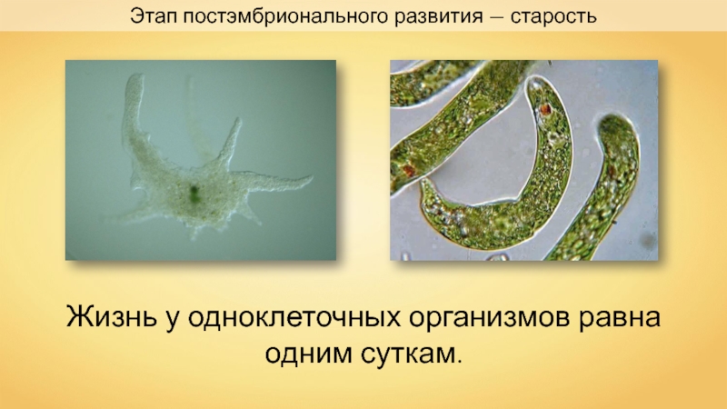 Периодизация и продолжительность жизни животных 7 класс презентация латюшин