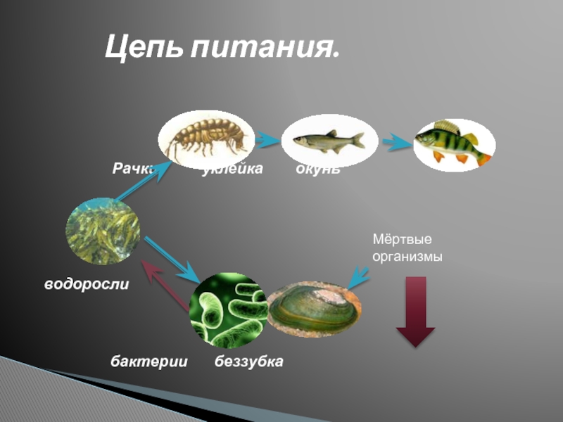 Роль в цепи питания растений. Цепь питания водоросли рыба. Цепь питания Элодея прудовик. Бактериядная цепь питания. Цепочка питания.