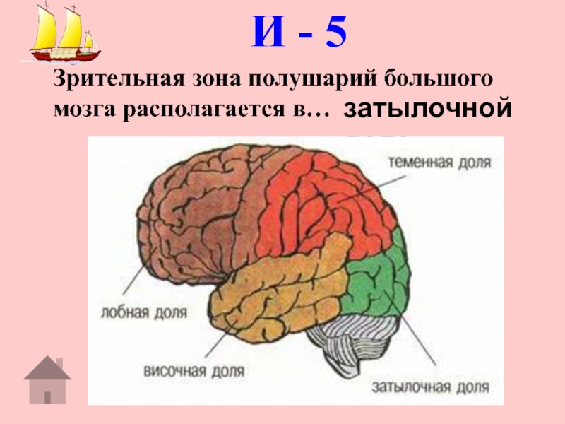 В больших полушариях расположены. Доли полушария большого мозга биология 8 класс. Зрительная зона больших полушарий. Зрительная зона коры головного мозга. Зрительная зона полушарий большого мозга располагается в.