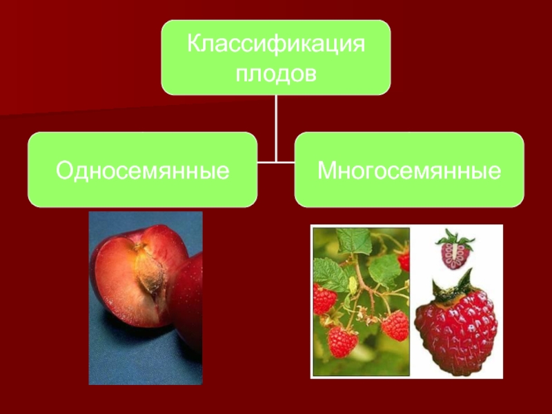 Разнообразие плодов презентация