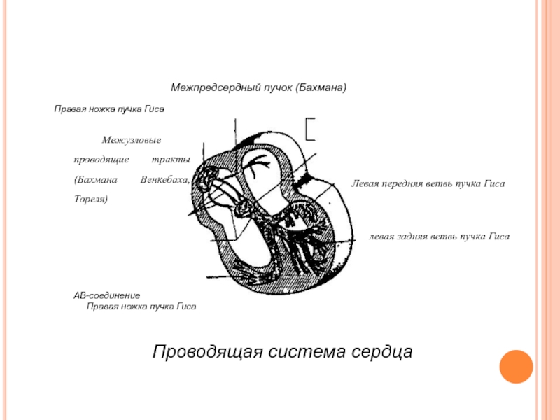 Правая ножка пучка. Проводящая система сердца пучок Бахмана. Межузловые тракты Бахмана Тореля Венкебаха. Пучки Бахмана Венкебаха и Тореля. Тракт Бахмана Венкебаха Тореля.