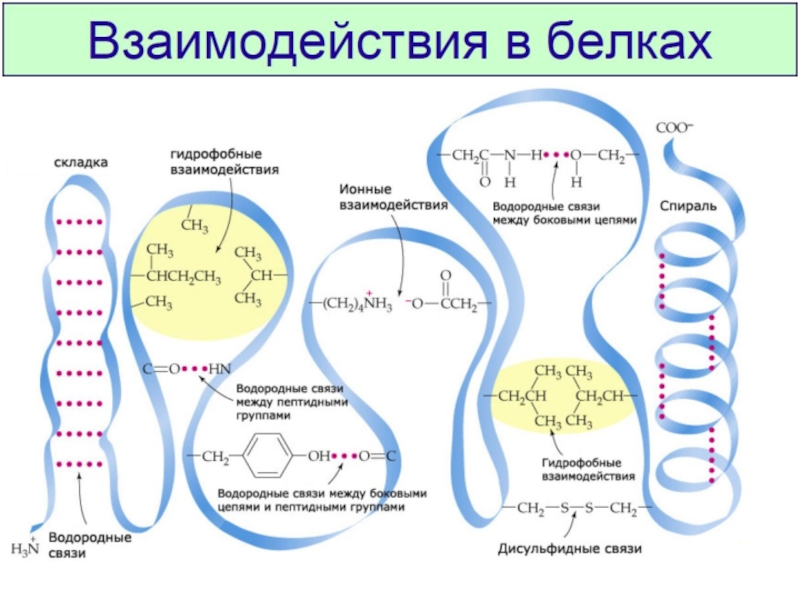 Гидрофобные связи белка. Гидрофобные связи в белках. Гидрофобные взаимодействия в белках. Гидрофобные взаимодействия структура белка. Ионные связи в третичной структуре.