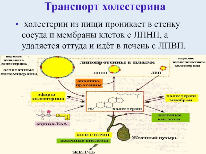 Обмен веществ холестерин