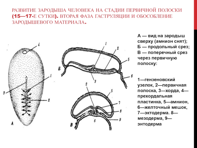 Эмбрион строение